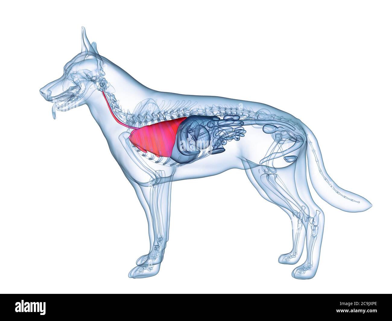 dog-lung-computer-illustration-stock-photo-alamy