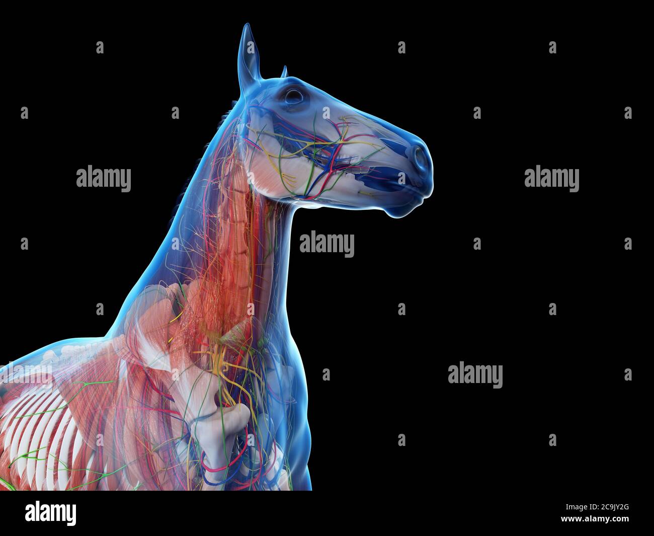 Horse anatomy, computer illustration. Stock Photo