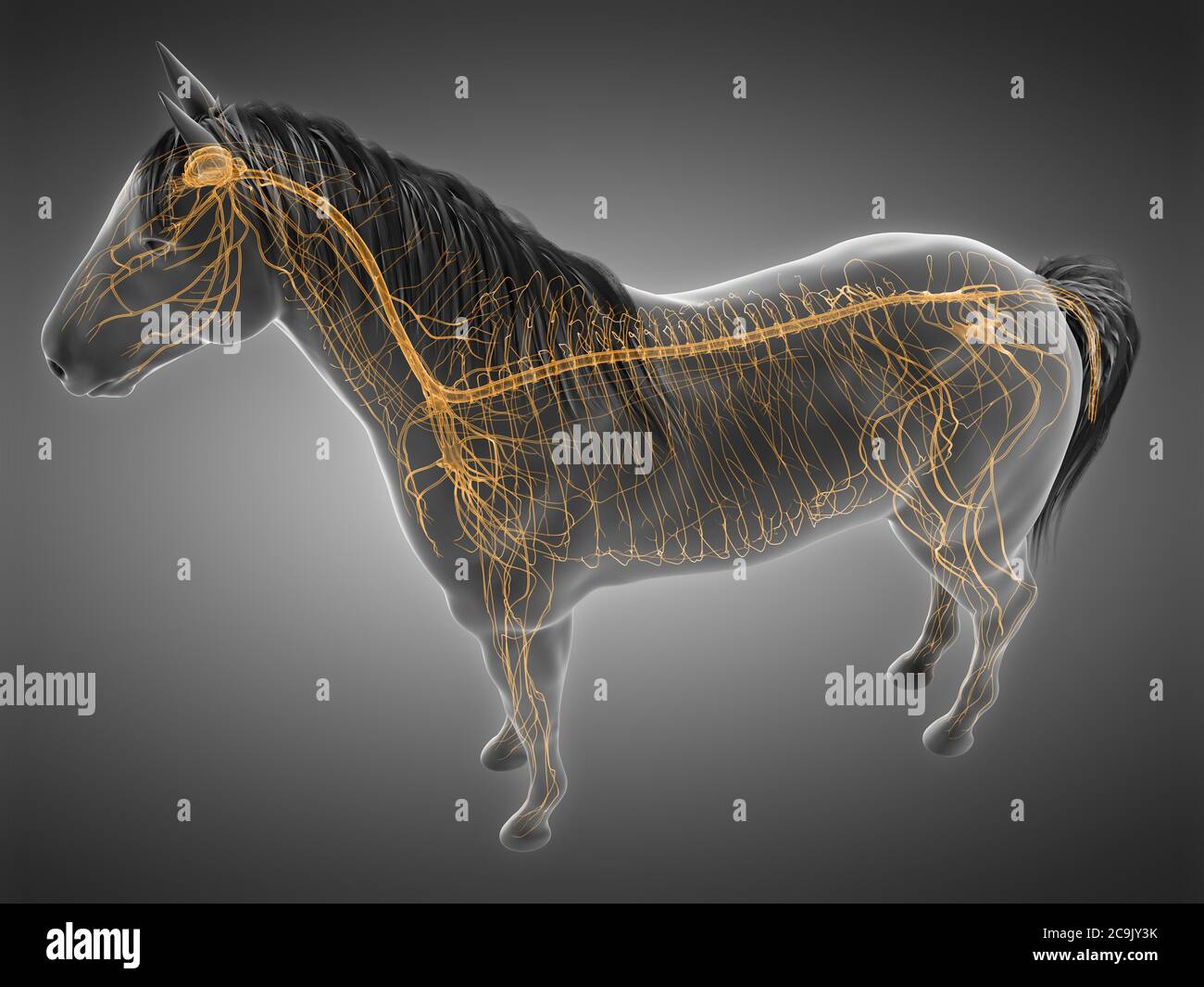 Horse nervous system, computer illustration Stock Photo Alamy