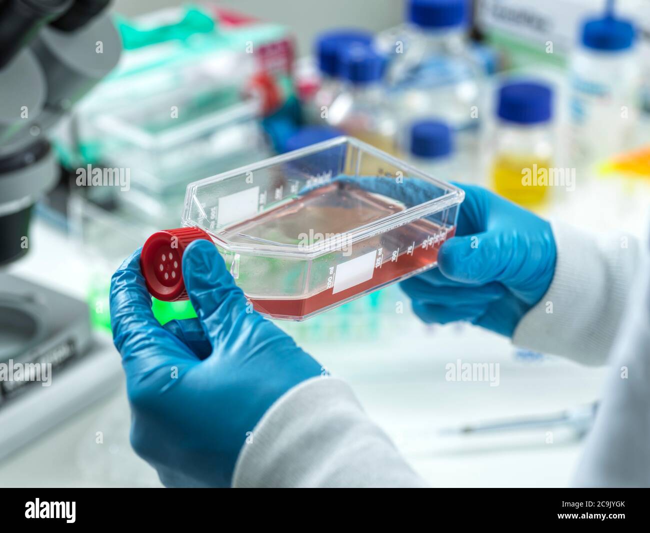 Scientist viewing a flask containing cells cultivated in red growth medium. Stock Photo
