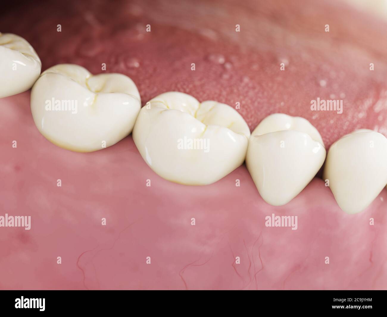 human-teeth-illustration-stock-photo-alamy