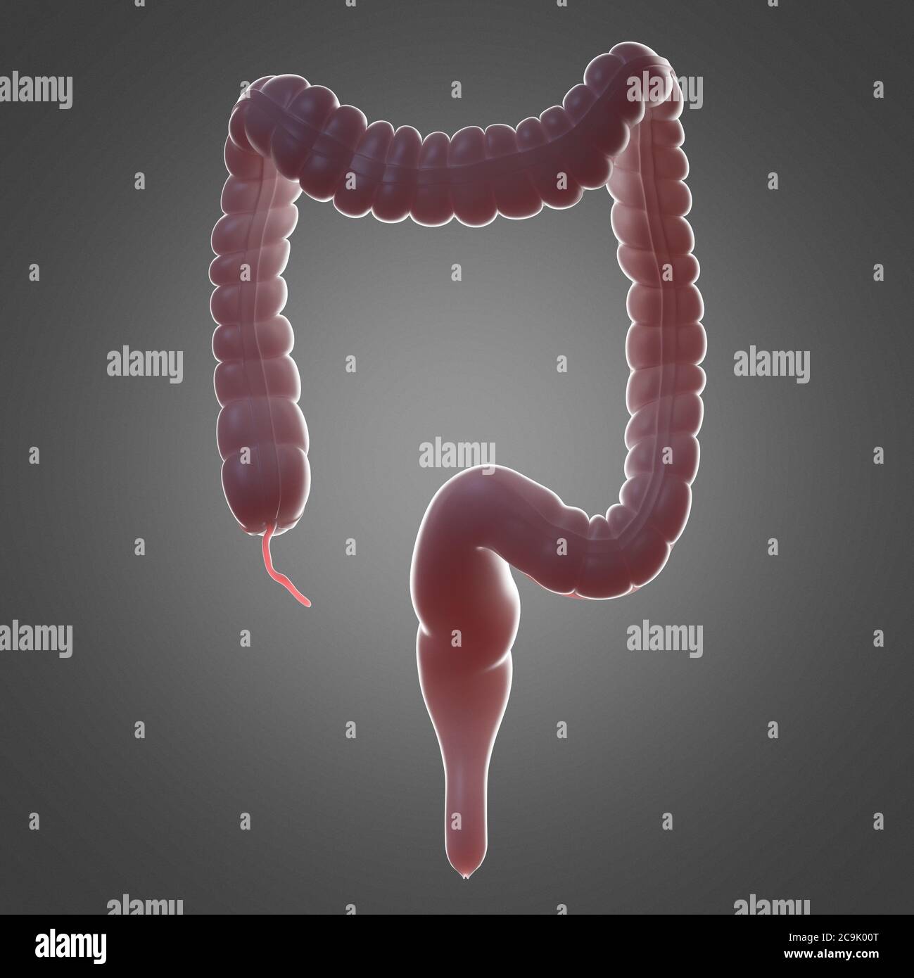 Human colon, illustration. Stock Photo