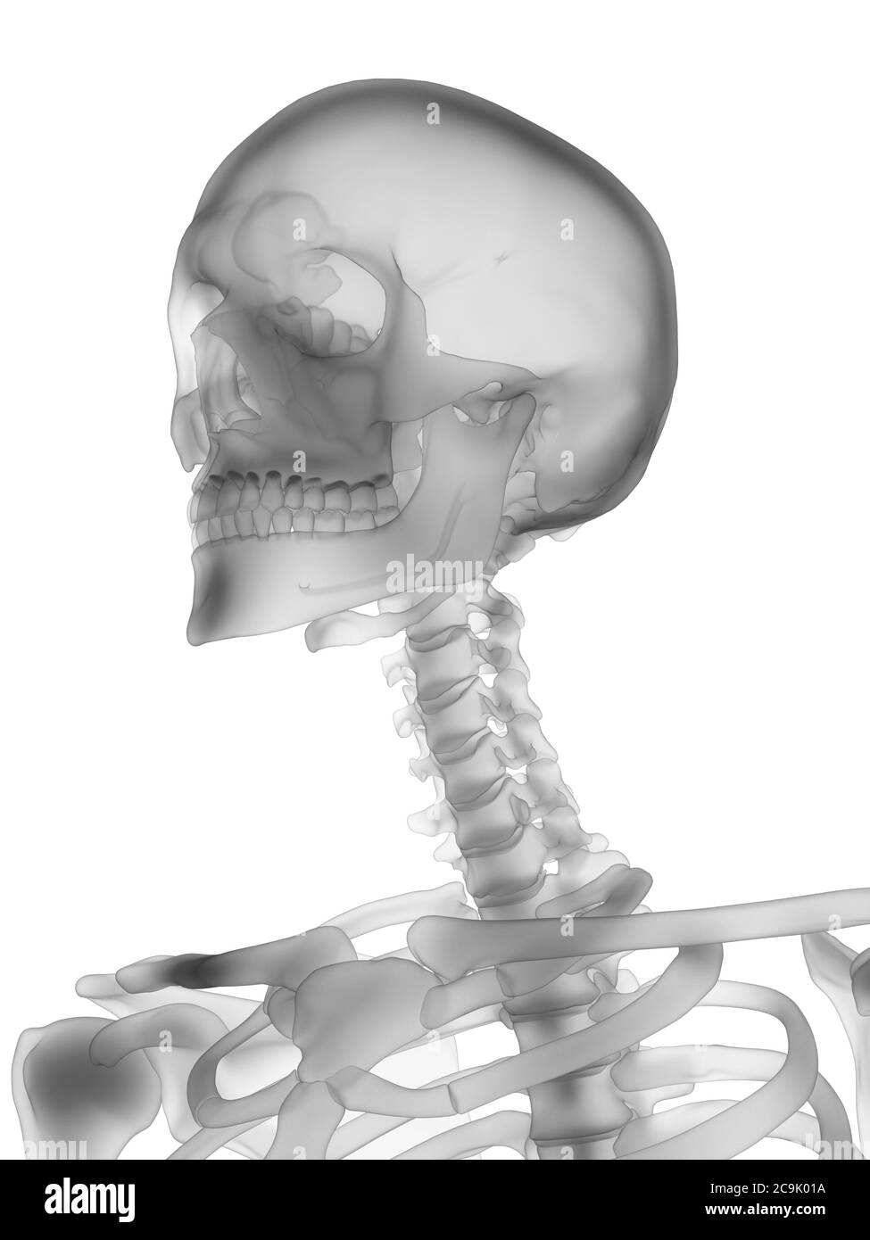 Skeleton backbone bones human skull Black and White Stock Photos ...