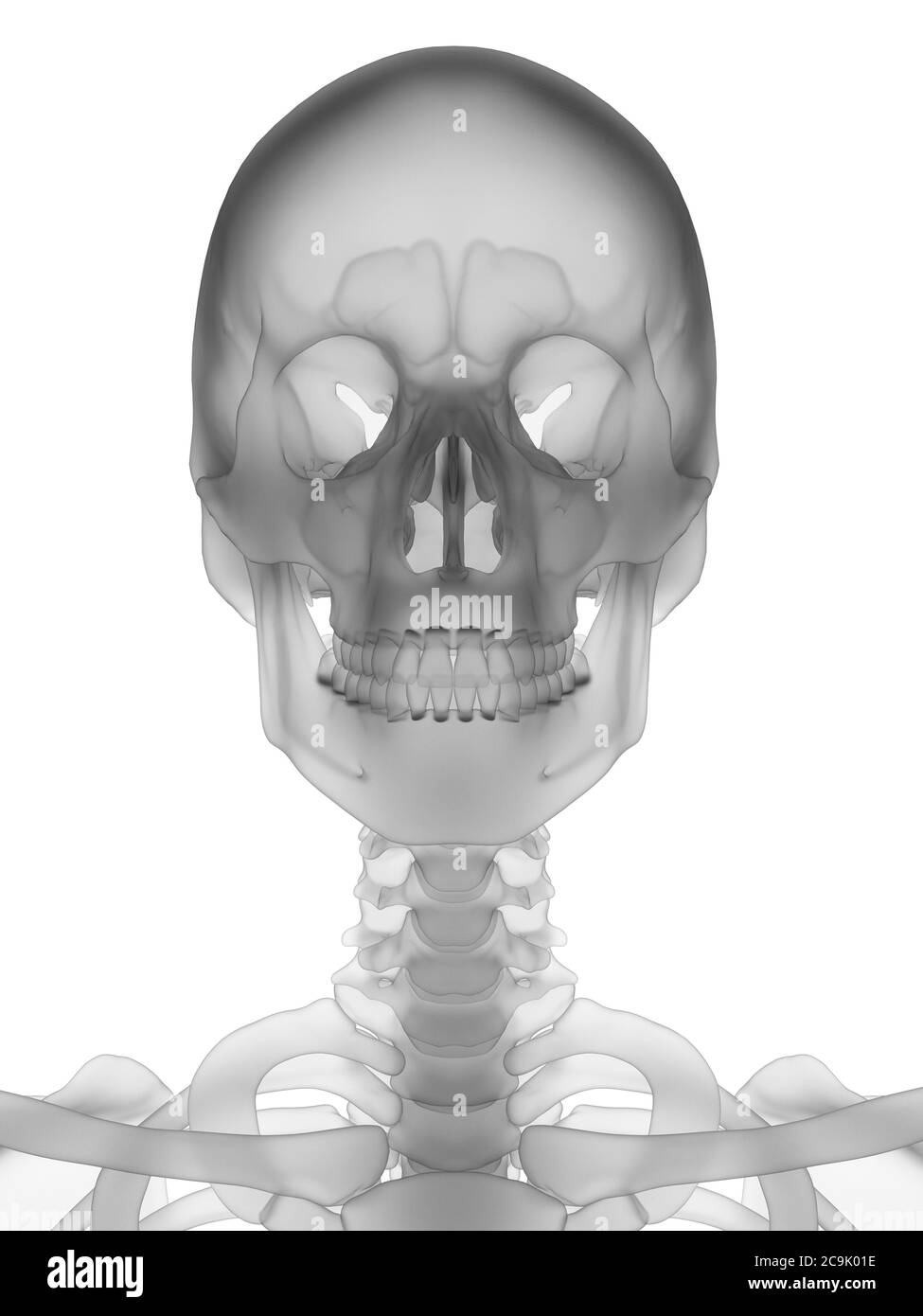 Skeleton backbone bones human skull Black and White Stock Photos ...