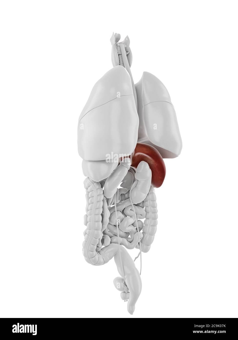 Liver detox Cut Out Stock Images & Pictures - Alamy
