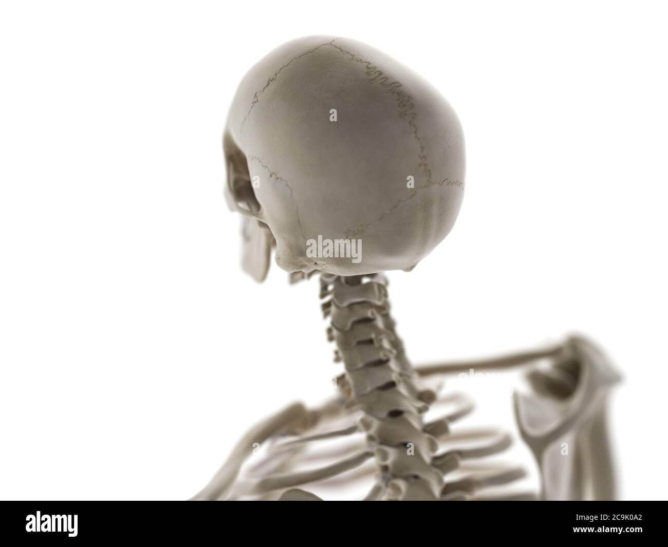 Skeletal neck and skull, illustration. Stock Photo