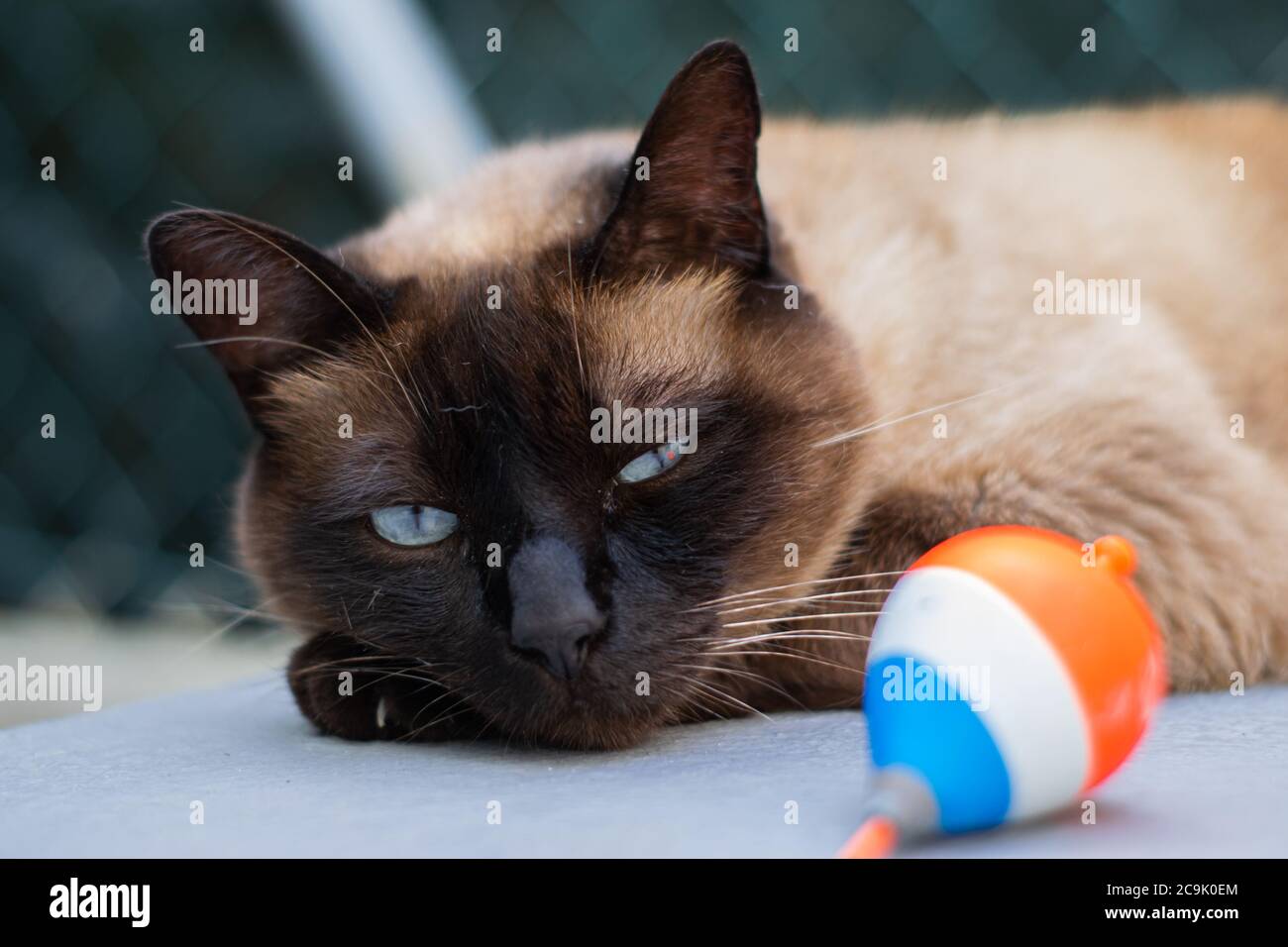 Siamese cat posing at fish market after lunch, Felis silvestris f. catus. Catfish concept with a siamese cat with blue eyes. Stock Photo
