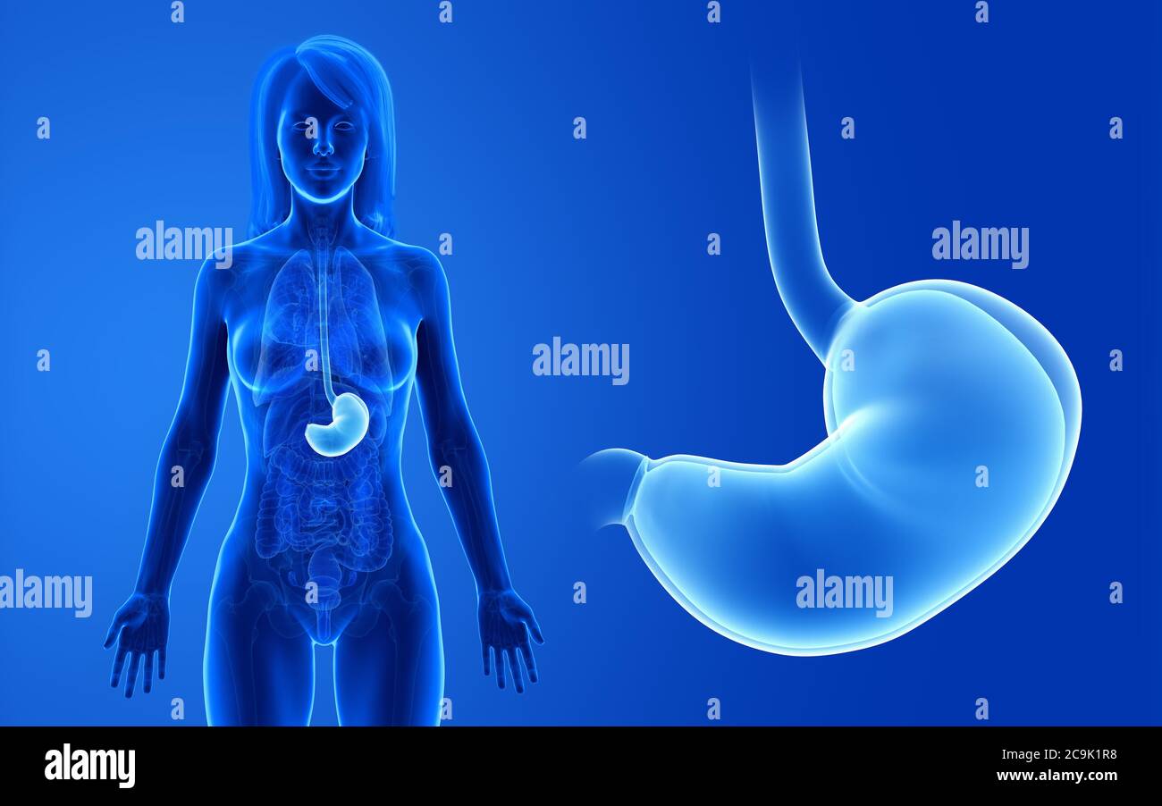 Female stomach, illustration. Stock Photo