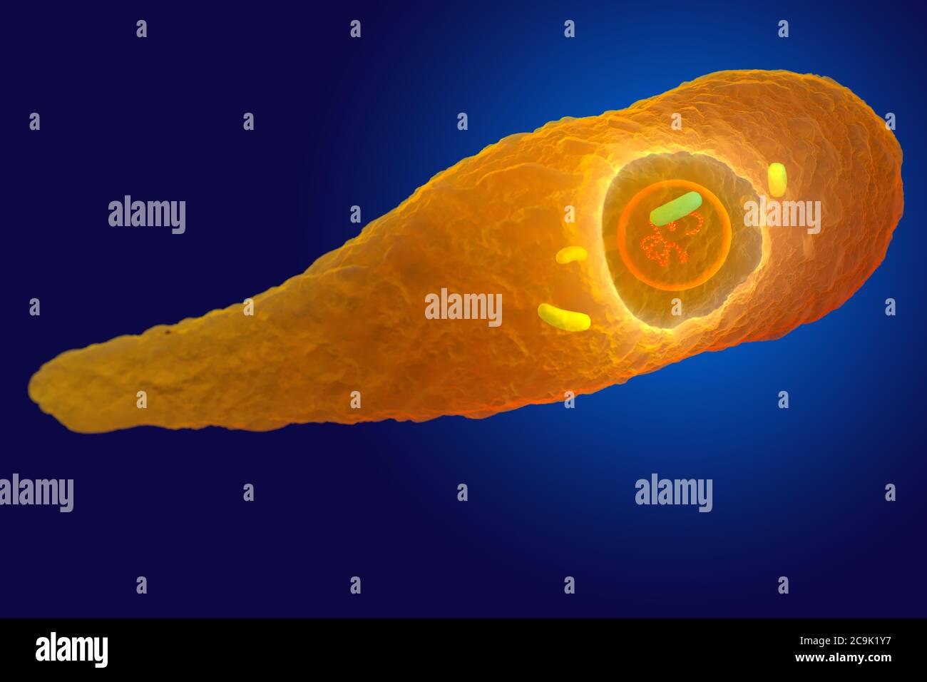 Clostridium perfringens bacterium, illustration. These are Gram-positive, endospore-forming, rod-shaped bacteria. This bacterium frequently occurs in Stock Photo