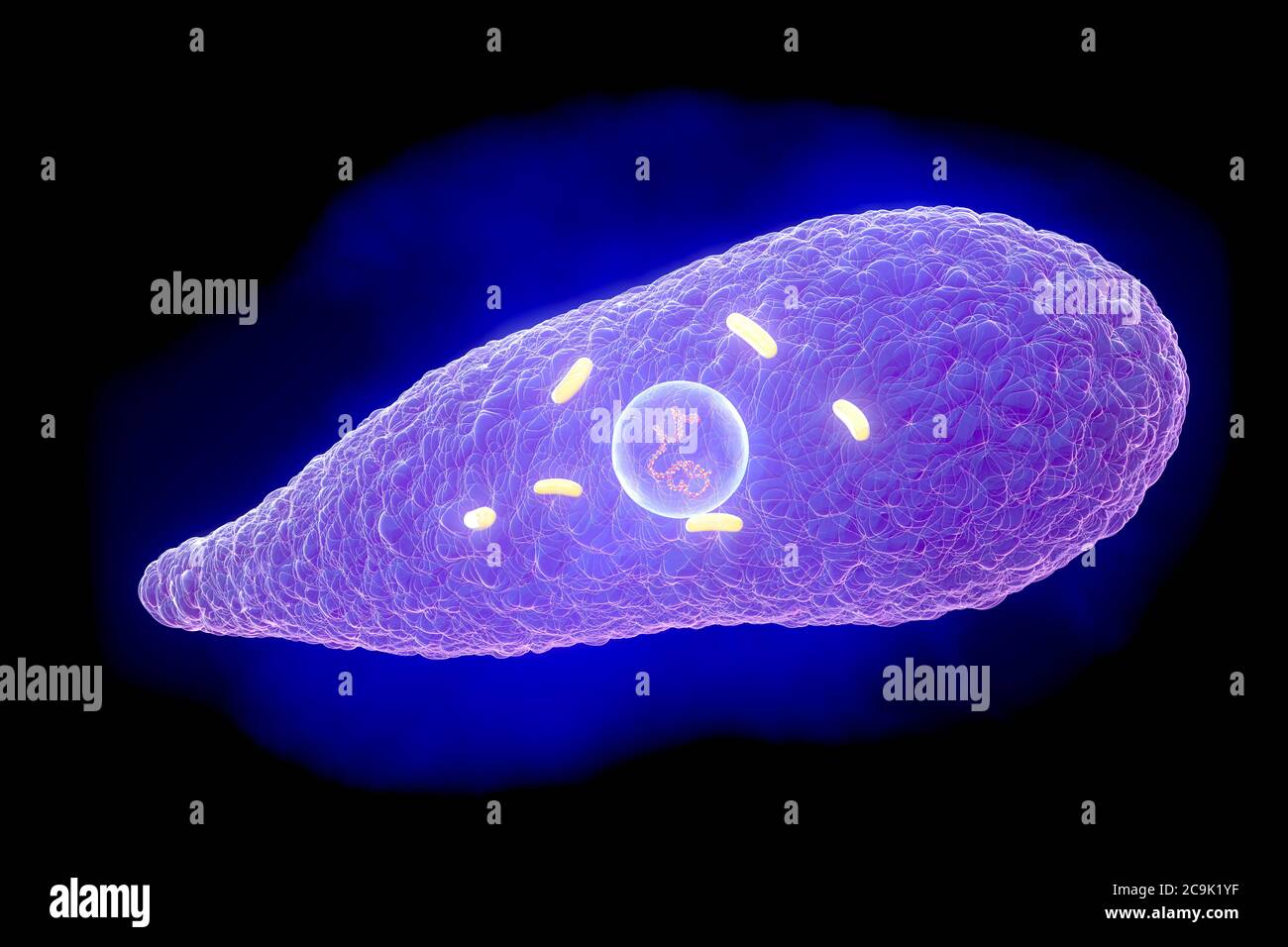 Clostridium perfringens bacterium, illustration. These are Gram-positive, endospore-forming, rod-shaped bacteria. This bacterium frequently occurs in Stock Photo