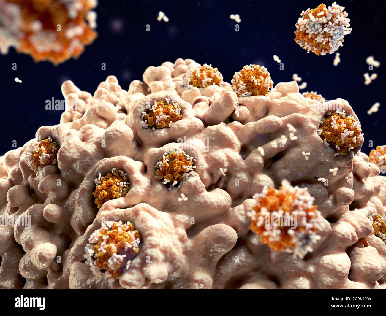 Illustration of a macrophage white blood cell (beige) engulfing coronavirus particles (orange). This process is called phagocytosis. Macrophages are c Stock Photo