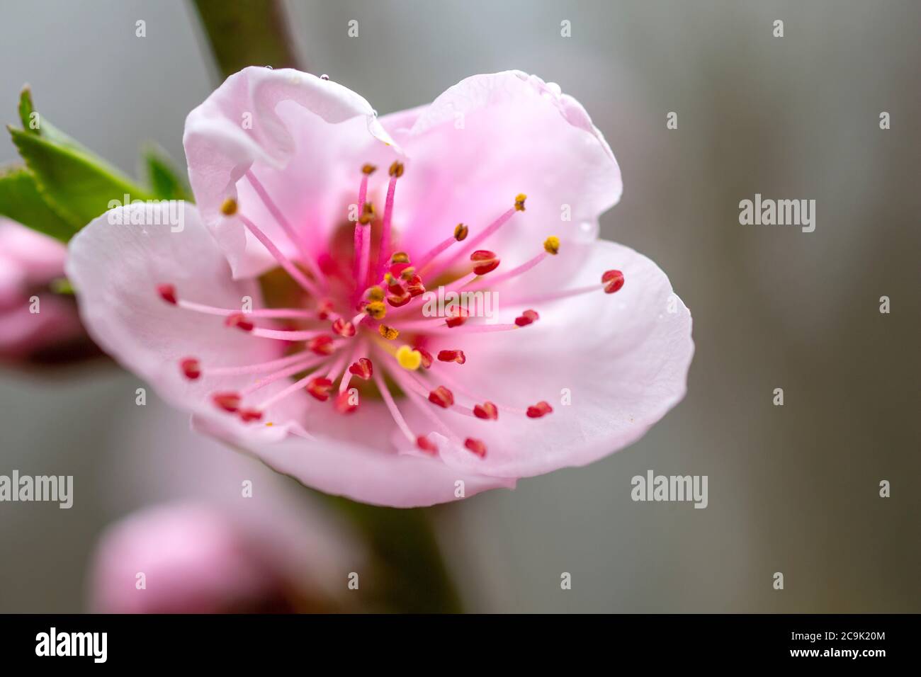 Peach (Prunus persica) flower. Stock Photo