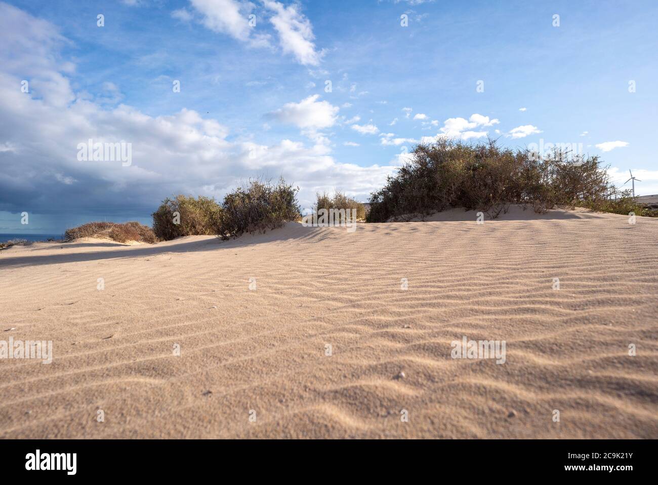 Desert shrubs hires stock photography and images Alamy