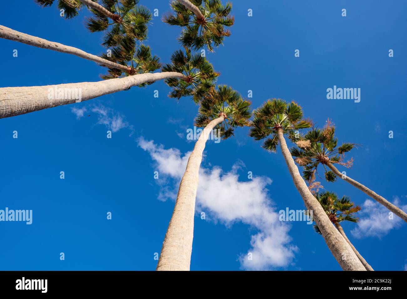 Row of palm trees hi-res stock photography and images - Alamy