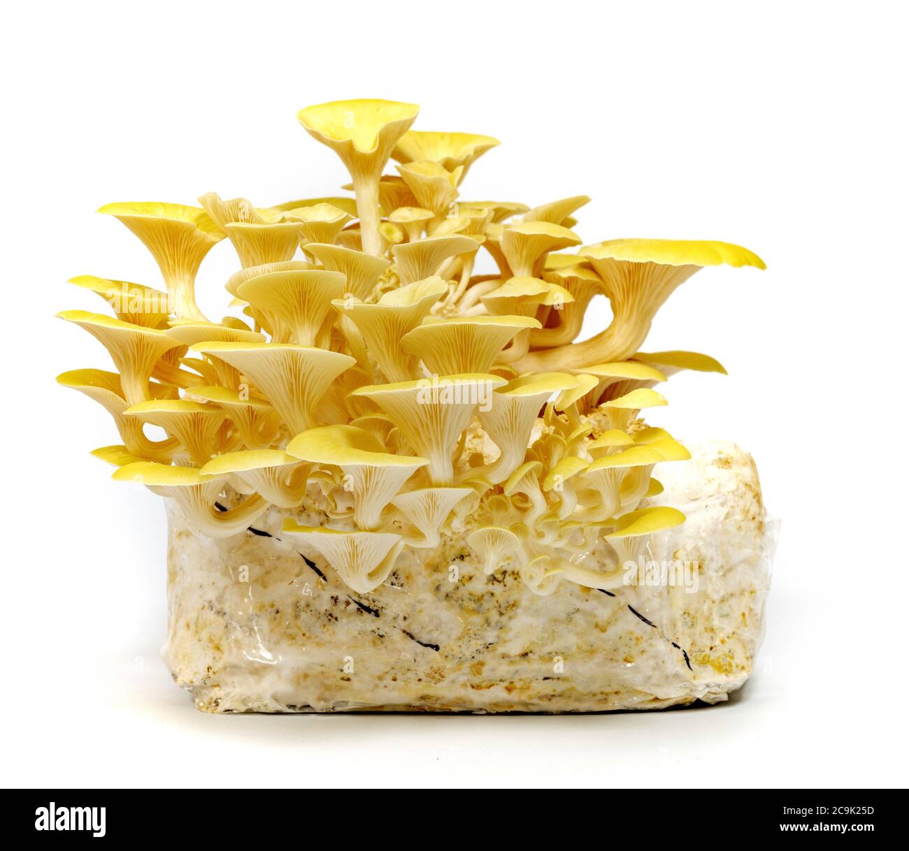 Homegrown golden oyster mushrooms (Pleurotus citrinopileatus Stock