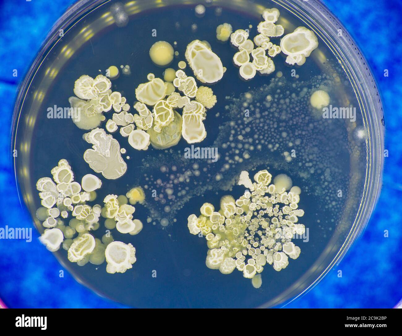 Fungal research hires stock photography and images Alamy