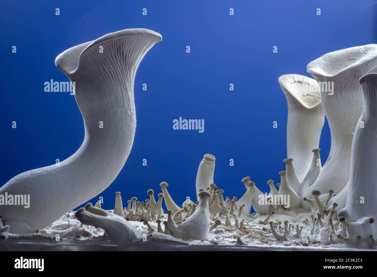 King oyster mushrooms (Pleurotus eryngii Stock Photo Alamy