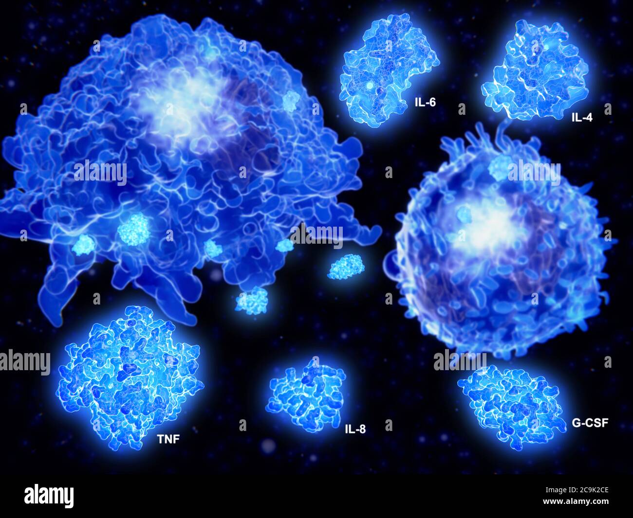 Cytokine storm. Illustration of macrophage (top left) and T cell (centre right) white blood cells secreting cytokines as part of the immune response t Stock Photo