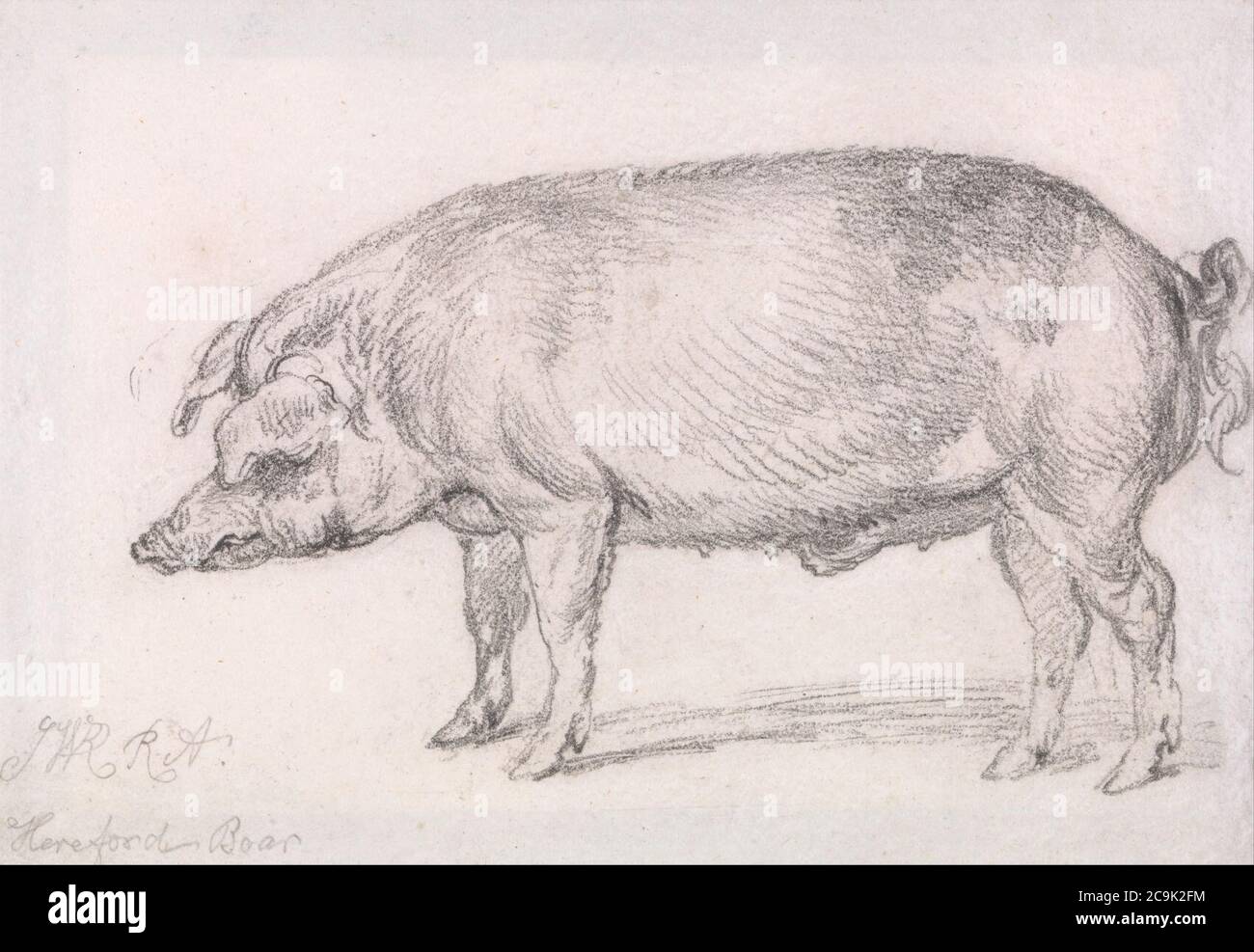 James Ward Hereford Boar Stock Photo Alamy