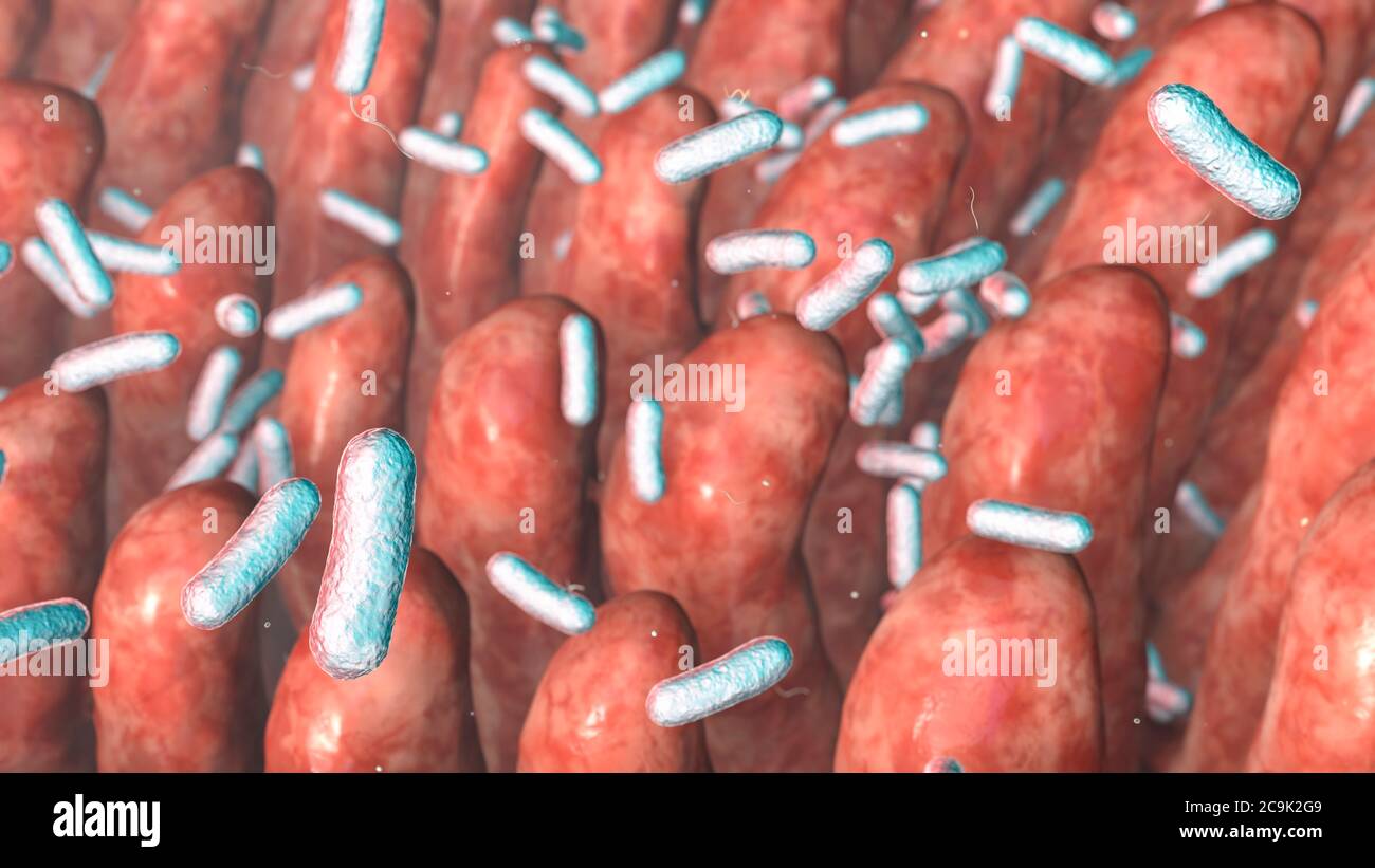 Computer illustration of bacteria on the surface of intestinal villi. Stock Photo