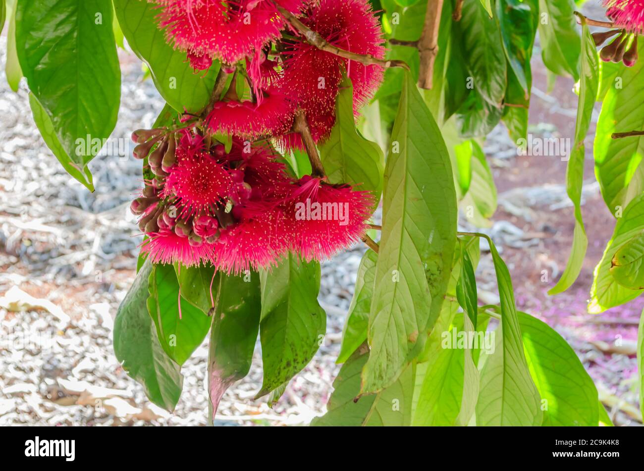 Otaheite apple hires stock photography and images Alamy
