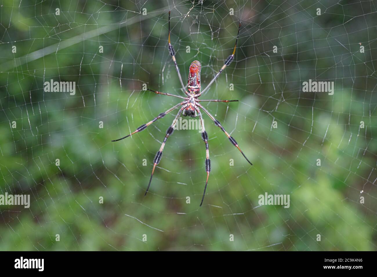 Female Golden Silk Spider. Trichonephila ,clavipes. On web. Stock Photo