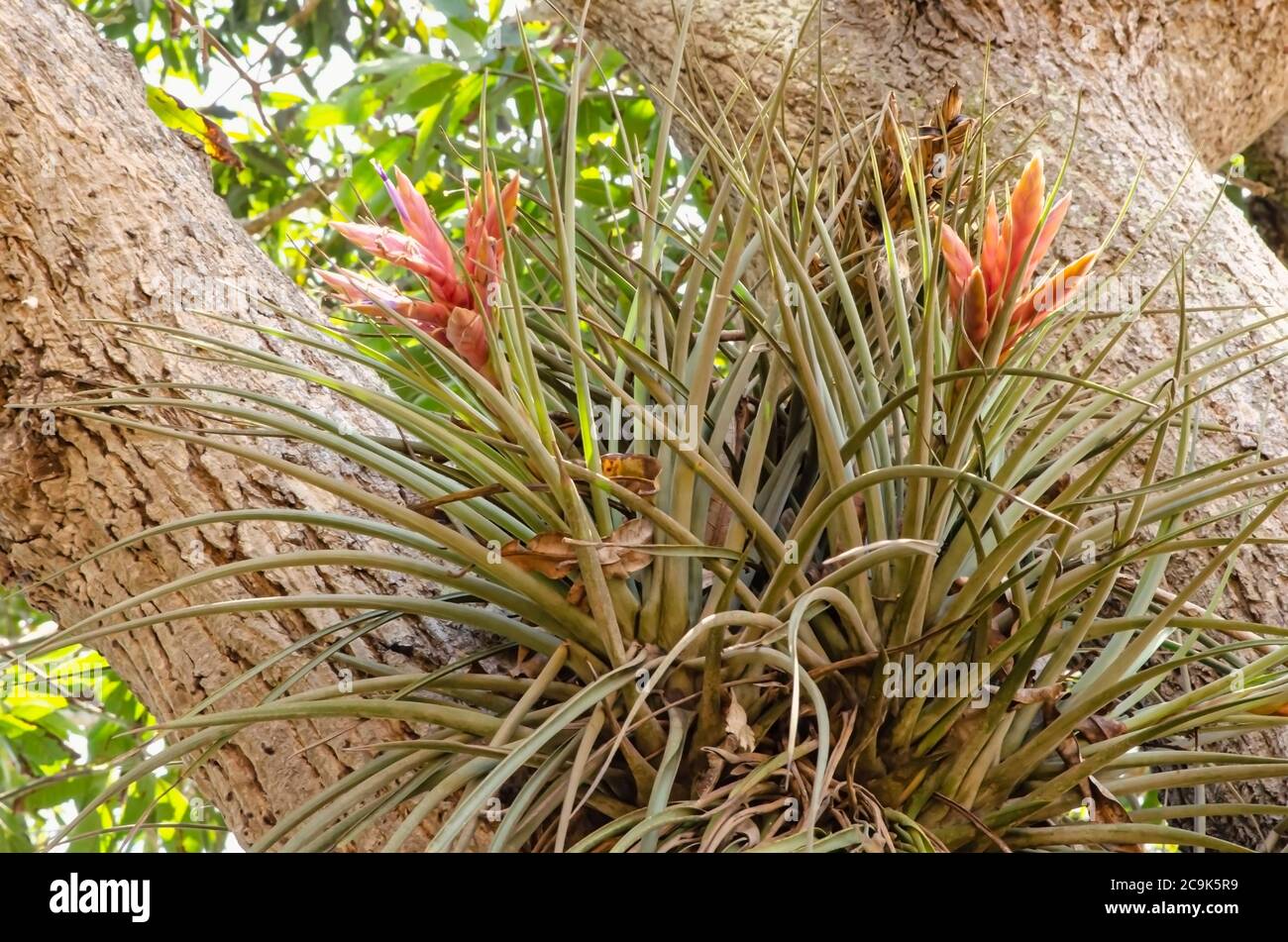 Wild pine plant that is blooming lavender flowers in pink petaloids inflorescence grows on the branch of a mango tree. Stock Photo