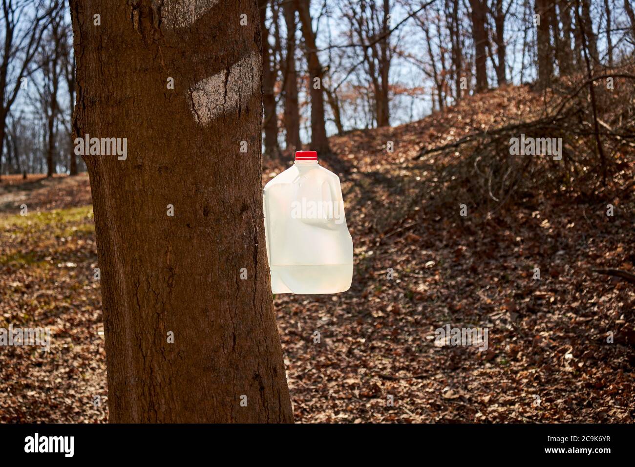 Maple sap being collected in a plastic bottle at Lancaster County Central Park in Pennsylvania, USA Stock Photo