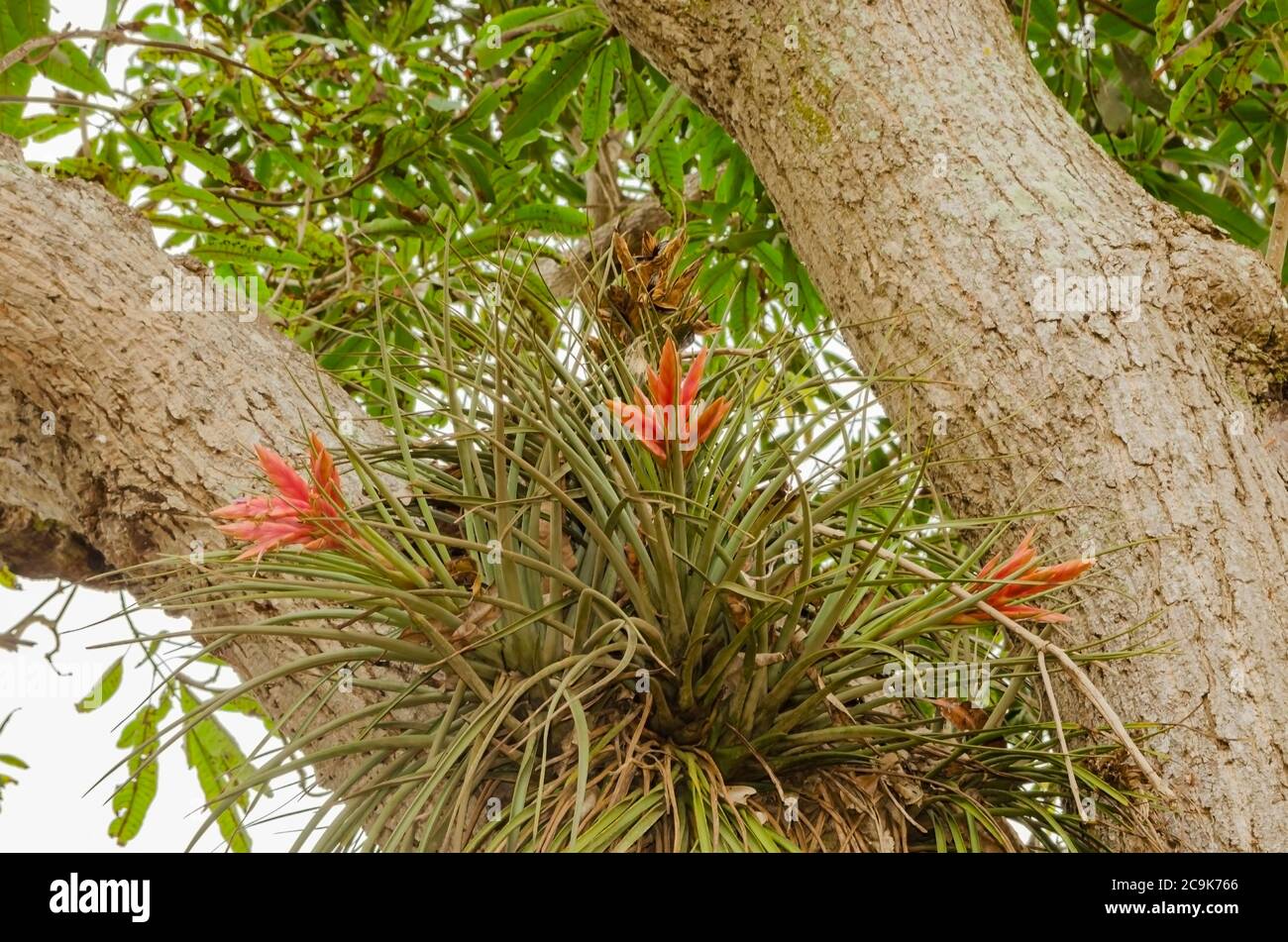 A large culster of wild pine growing on a branch, of a mango tree is blooming orange colored flowers. Stock Photo