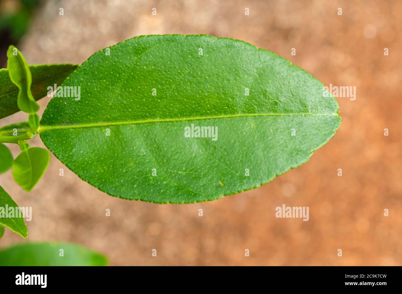 Key Lime Tree Leaf Stock Photo Alamy