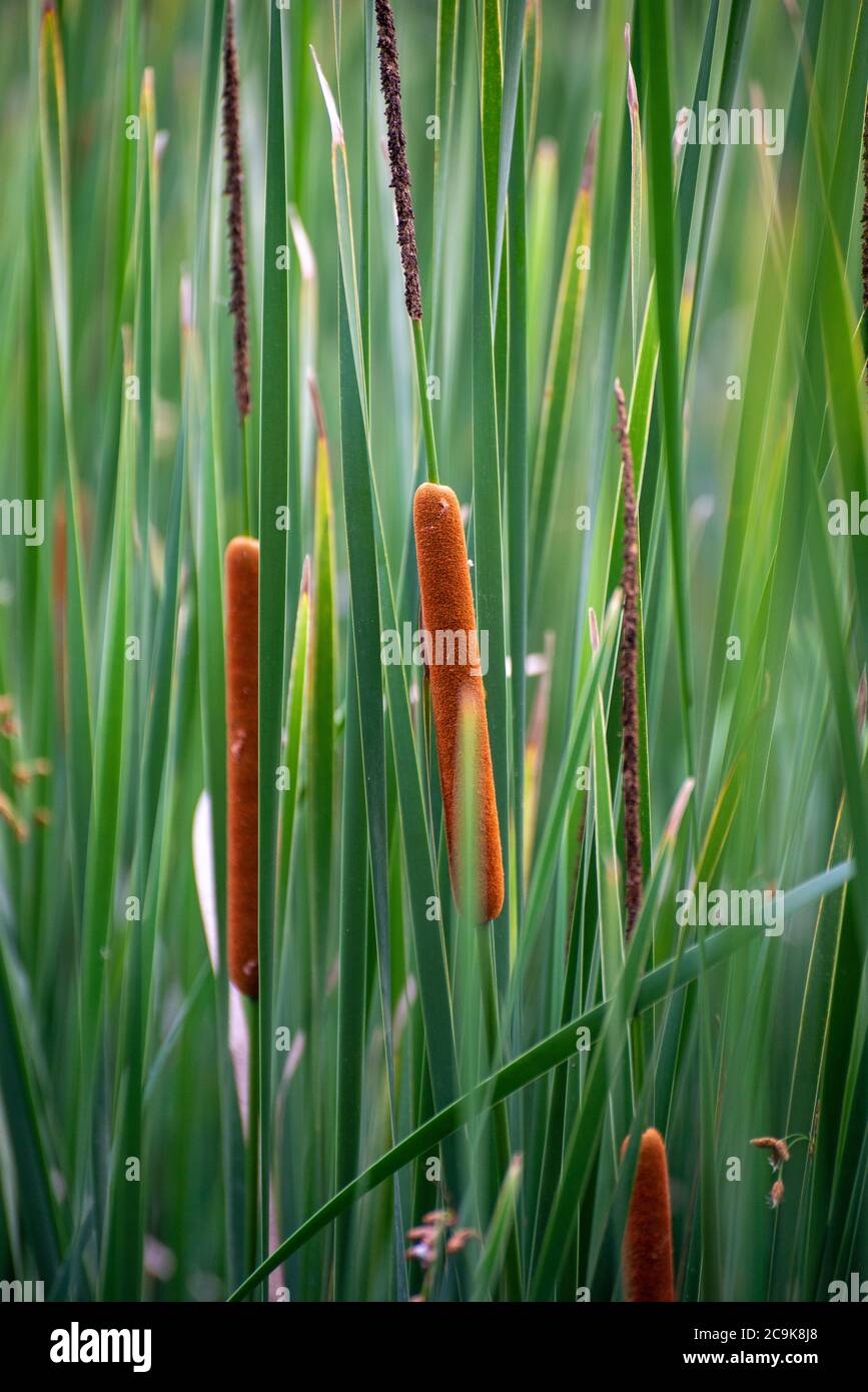 Closeup of cattails in a pond Stock Photo