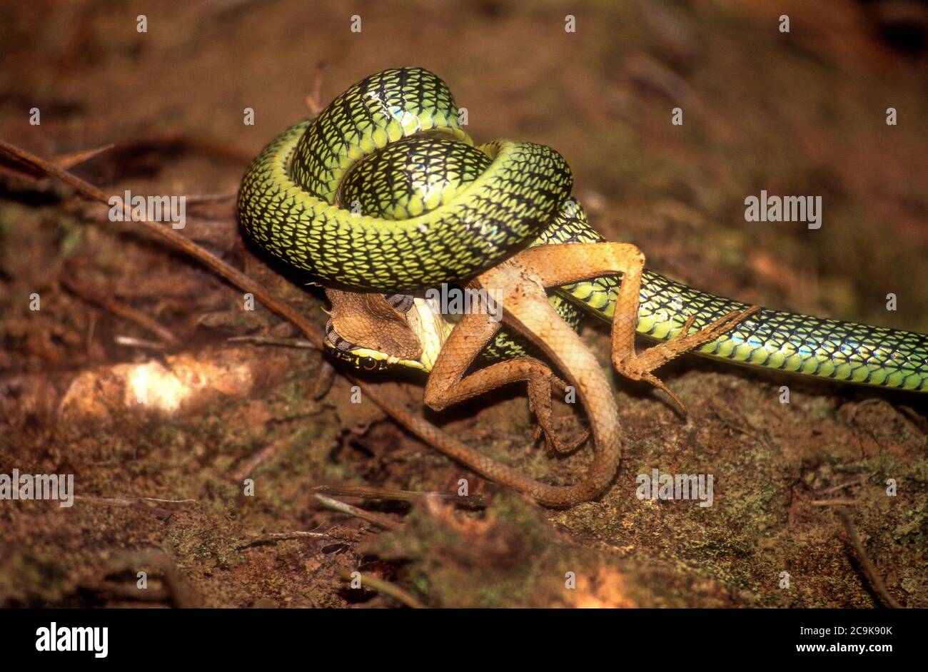 Red Tailed Racer Snake Gonyosoma Oxycephalum Eating Brown Lizard Phang Nga Thailand Se Asia Stock Photo Alamy