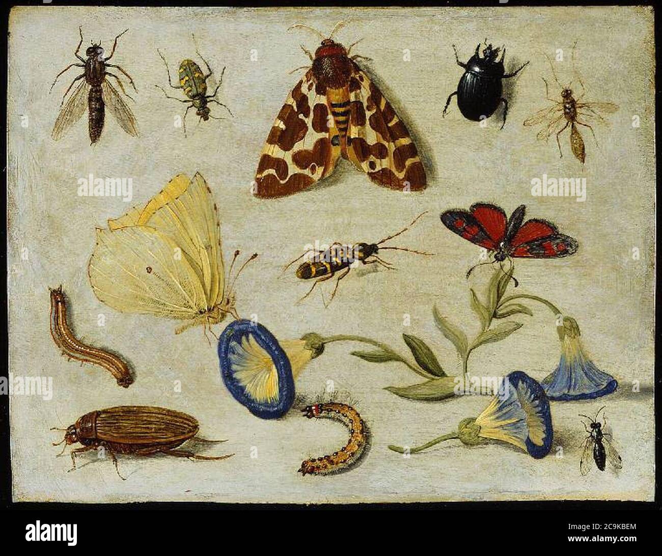 Jan van Kessel (I) - Insects Stock Photo - Alamy