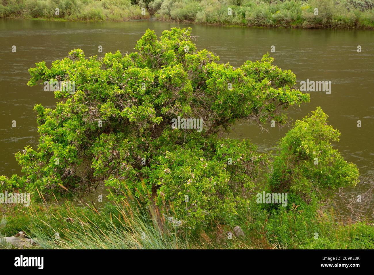 Celtis Reticulata High Resolution Stock Photography and Images - Alamy
