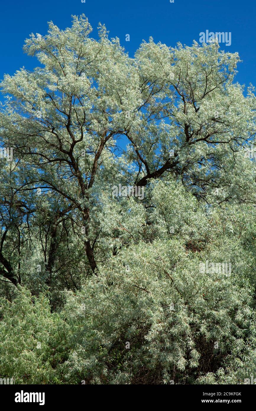 Russian olive tree hires stock photography and images Alamy