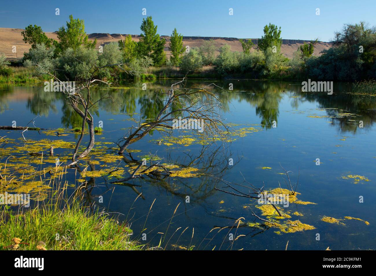 Frog Pond, McNary Wildlife Nature Area, Oregon Stock Photo