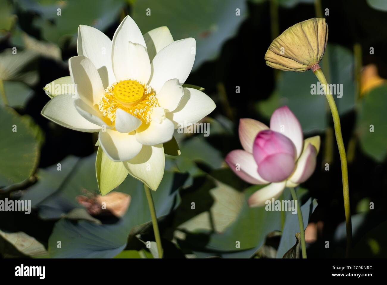 A trio of water lotus blossoms at Echo Park Lake in Los Angeles, California showing all three stages of maturity from bud to blossom to seed pod. Stock Photo