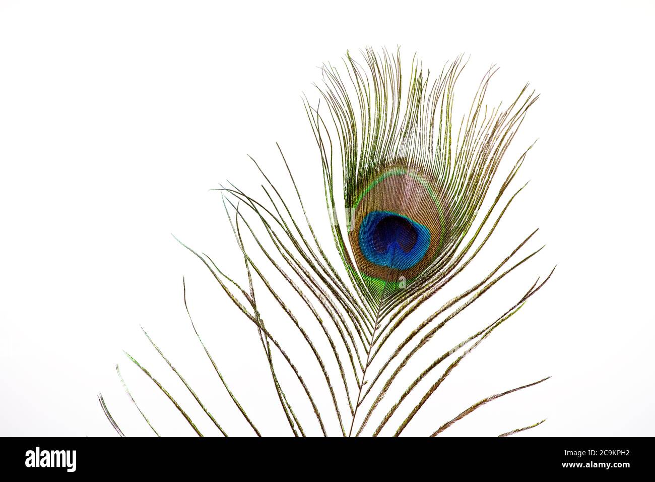 Close up of a feather from a Peacock photographed against a white background Stock Photo