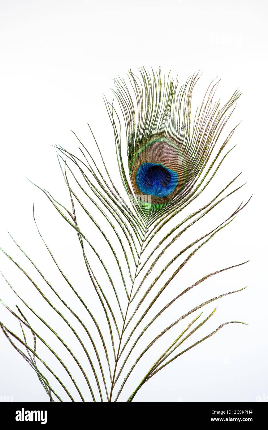 Close up of a feather from a Peacock photographed against a white background Stock Photo