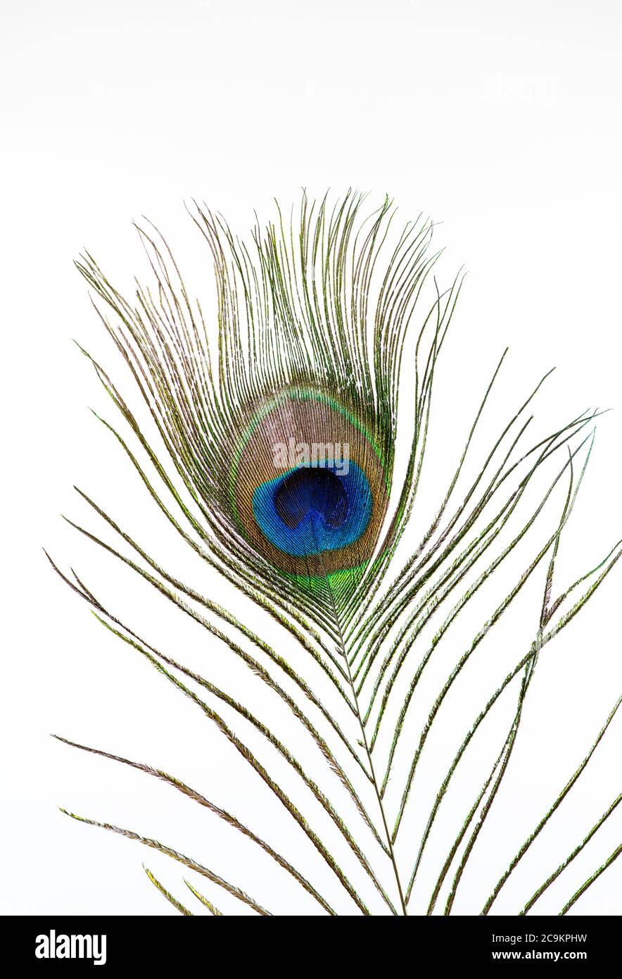 Close up of a feather from a Peacock photographed against a white background Stock Photo