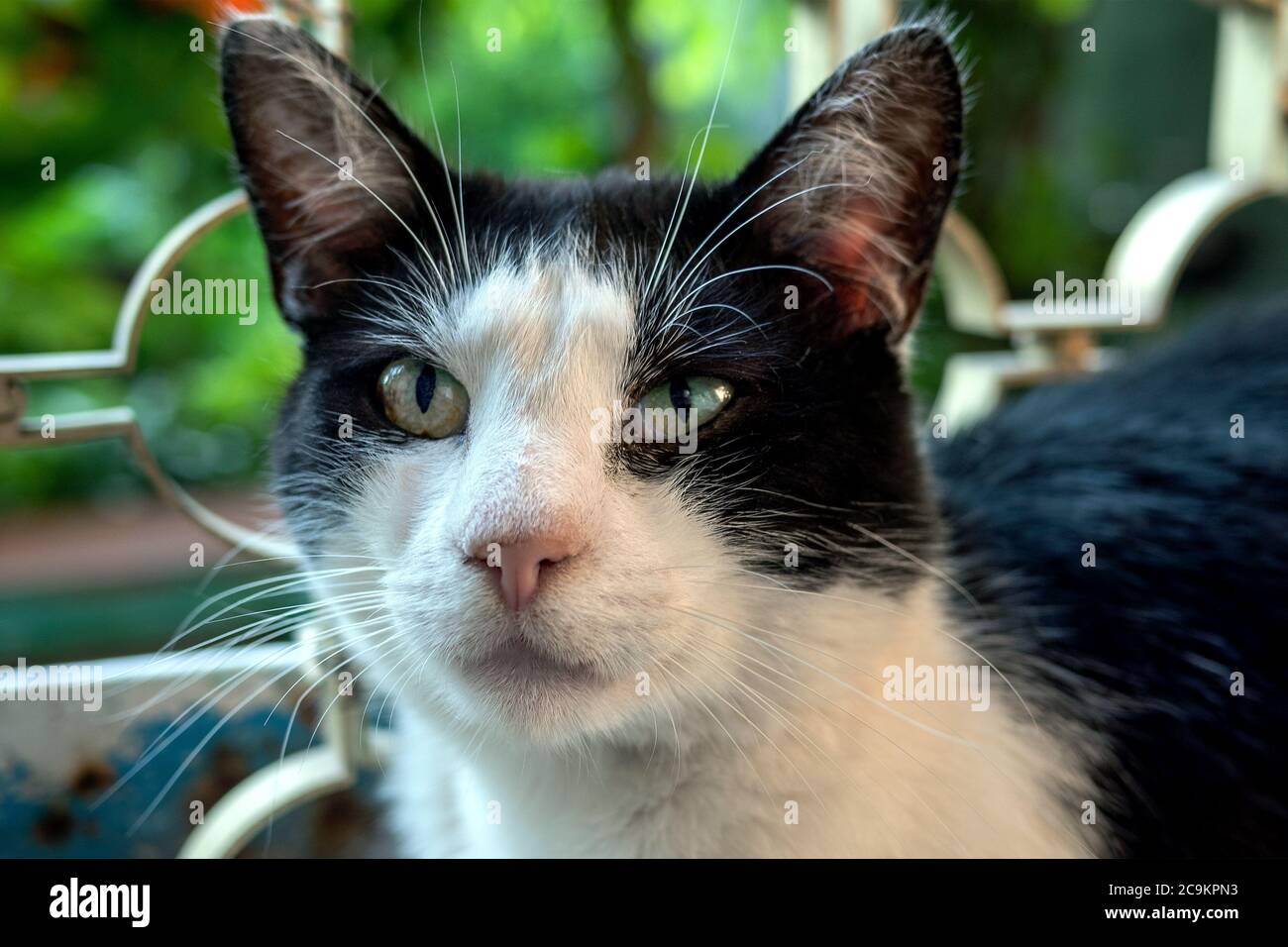 Portrait of black-and-white domestic cat, which is with wide open eyes ...