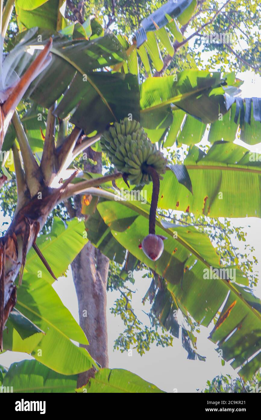 Banana flower hanging from the tree. Stock Photo