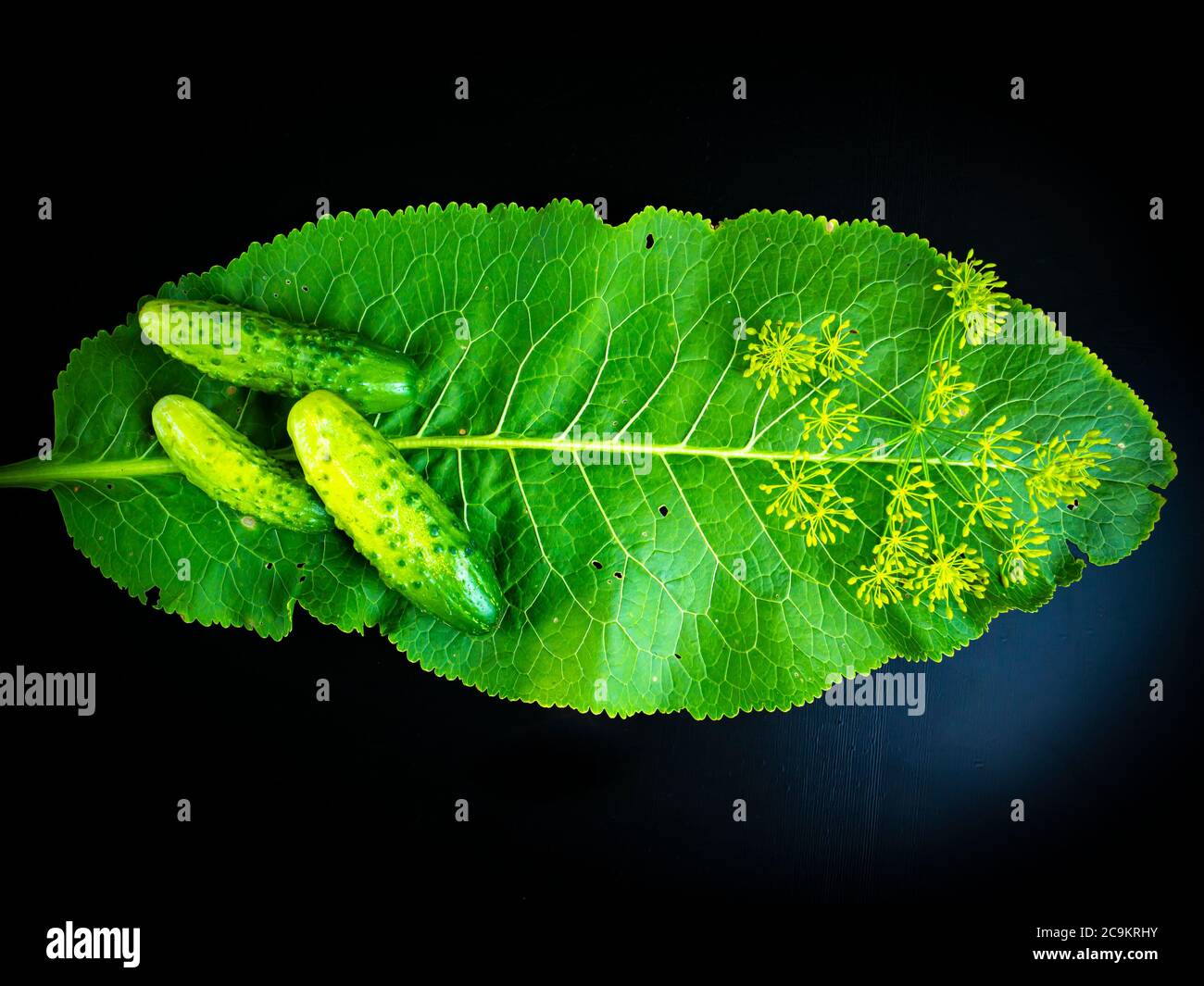 Vegetables cucumbers with horseradish leaf on a black background. Stock Photo