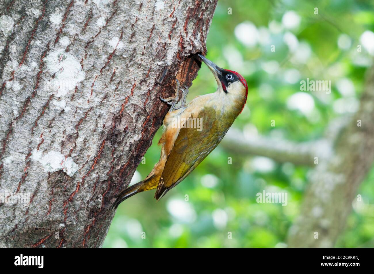 A male green woodpecker at the entrance of its nest in a hole in a tree Stock Photo