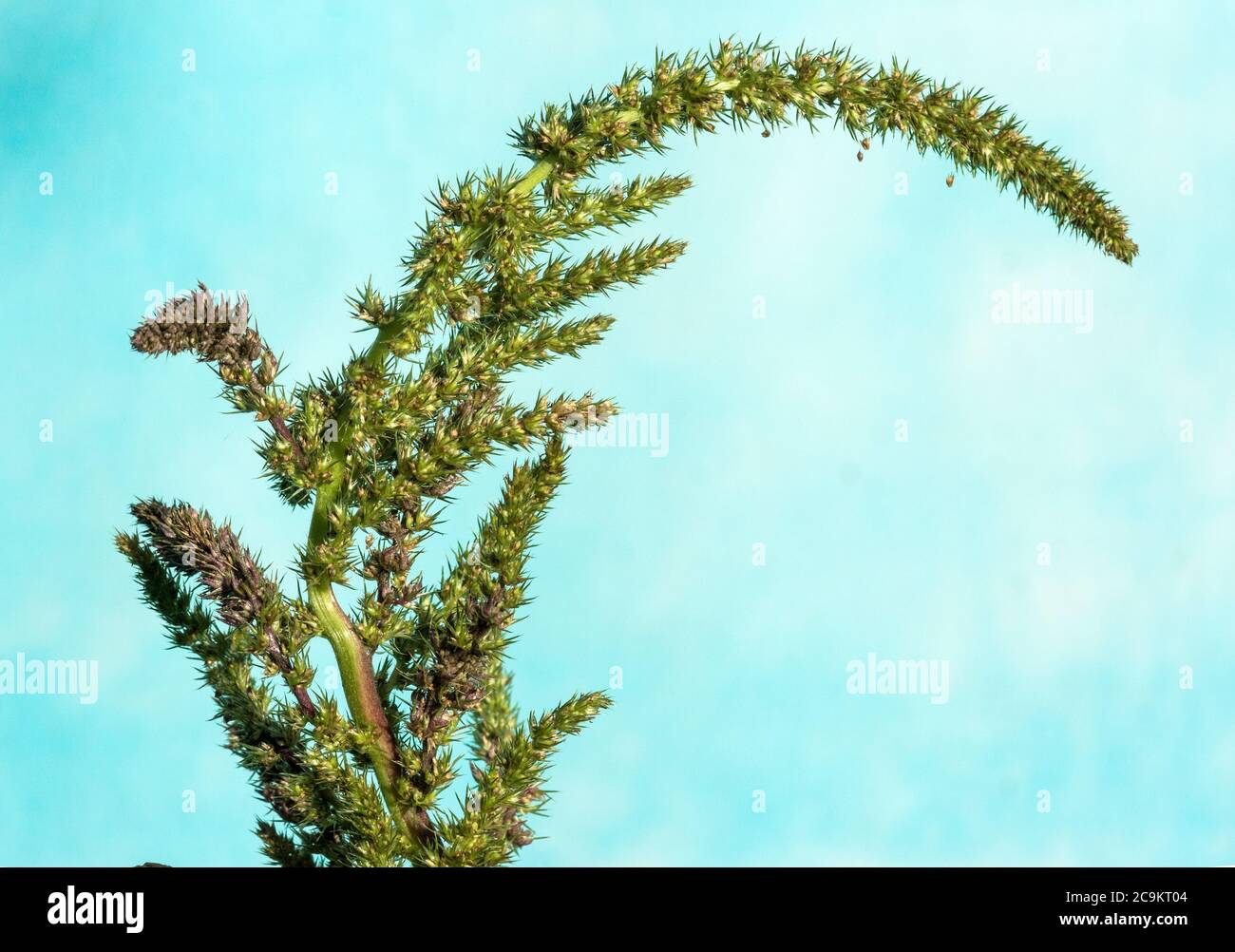 Common Amaranth 'Amaranthus retroflexus'.Originally from North America