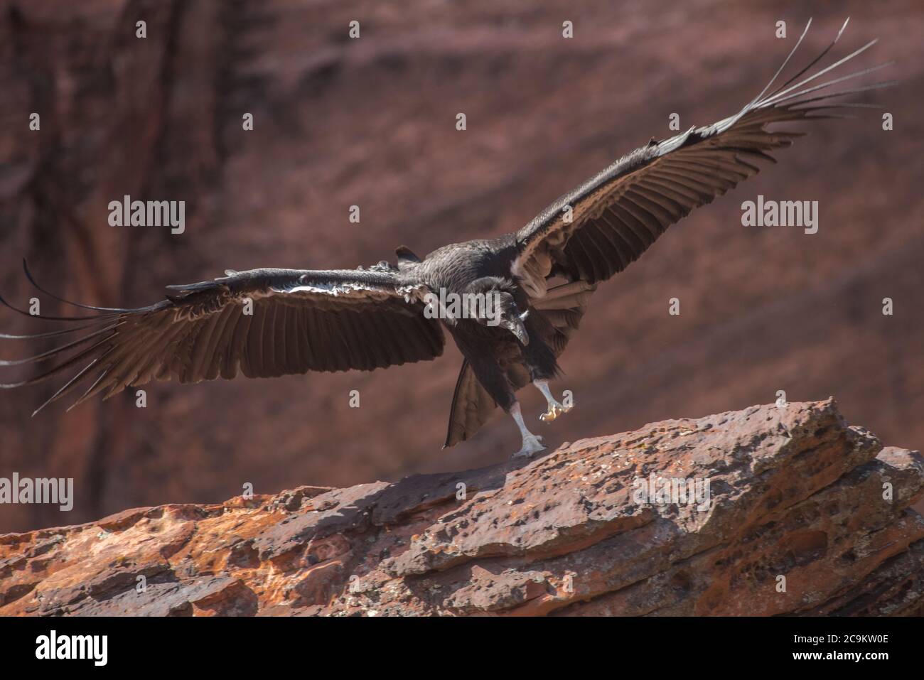 A California condor (Gymnogyps californianus)) coming in for the landing. This fledgling is the 1000th condor hatched in the conservation effort. Stock Photo
