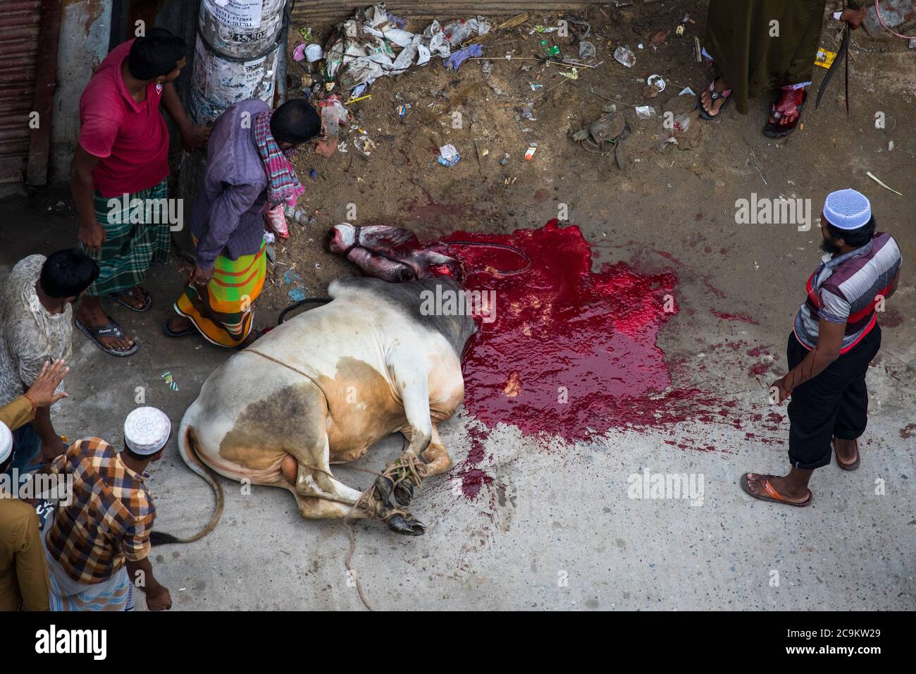 Muslims Slaughter A Sacrificial Animal On The Street In Dhaka On The Occasion Of Eid Ul Azha Dhaka Bangladesh Stock Photo Alamy