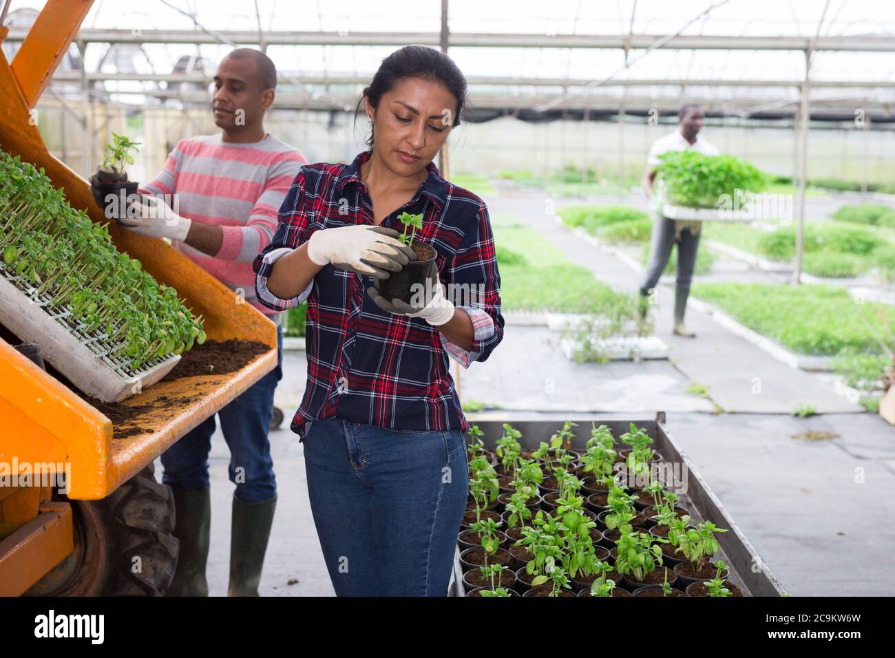 Man and woman grow potted plants together in a greenhouse Stock Photo ...