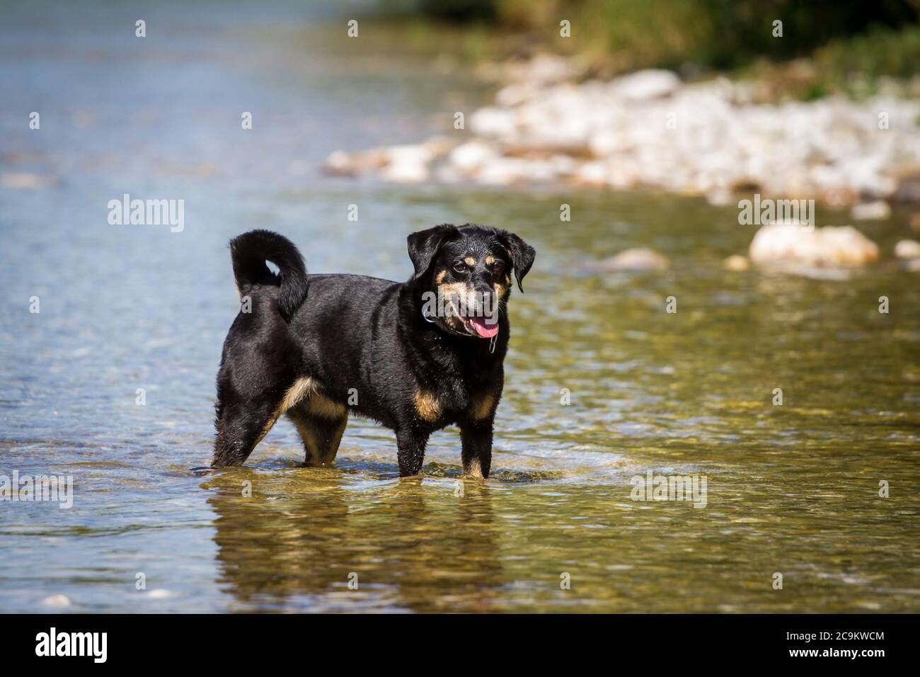 how often should you walk your austrian pinscher puppy