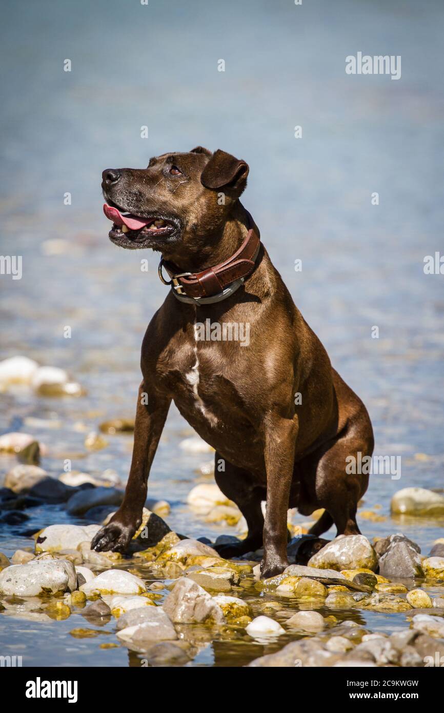 Pit Bull-mix sitting at the river Stock Photo